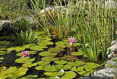 Einen Gartenteich anlegen