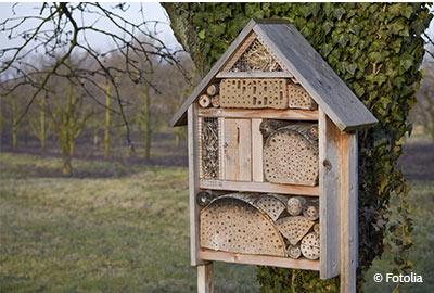 Der ideale Standort fürs Insektenhotel