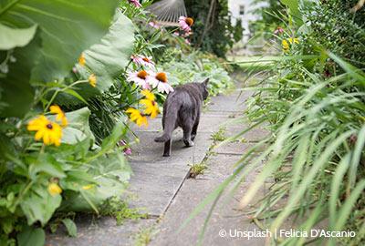 Wie Katzen vertreiben aus dem Garten?