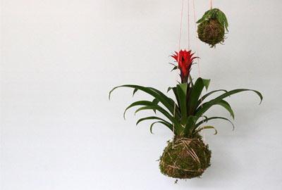 Kokedama