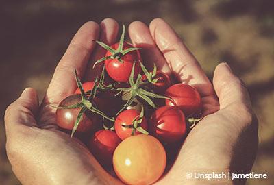 Tomaten pflanzen