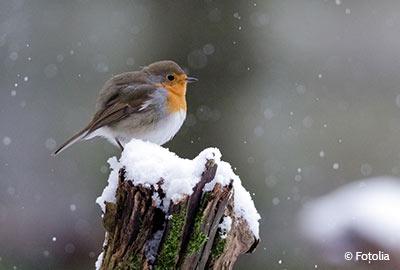 Vögel im Winter