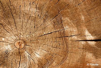 Welches Holz für Gartenmöbel?