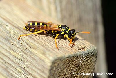 ​Warum kauen Wespen an Holz?