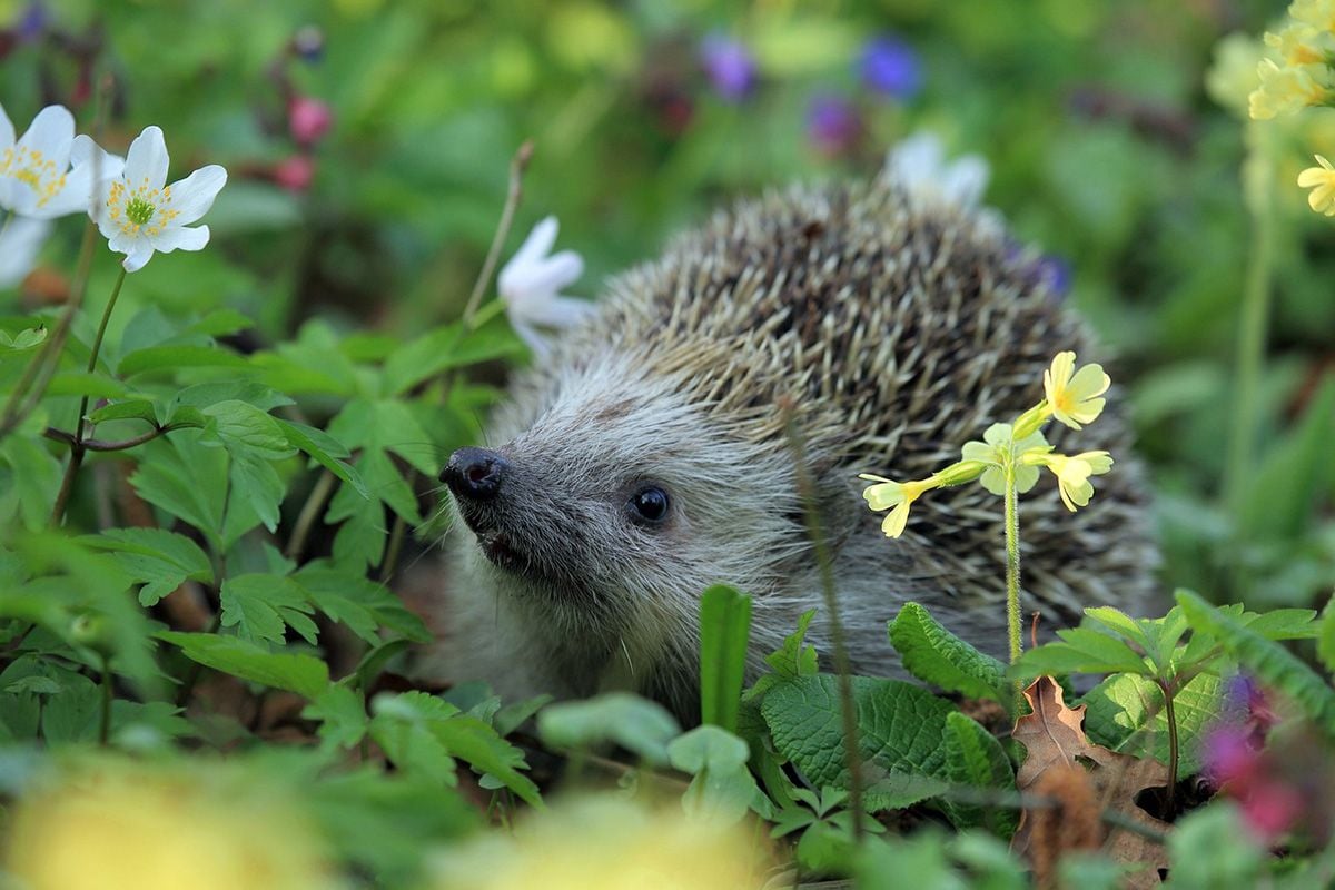 Igel im Garten