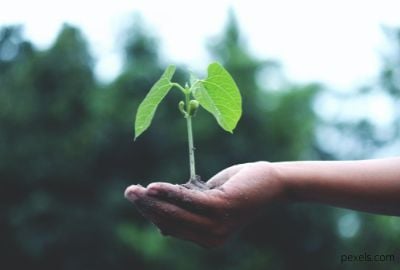 Schnellwachsende Bäume für Ihren Garten