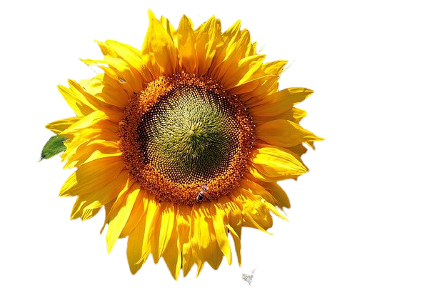 Rund um den Garten