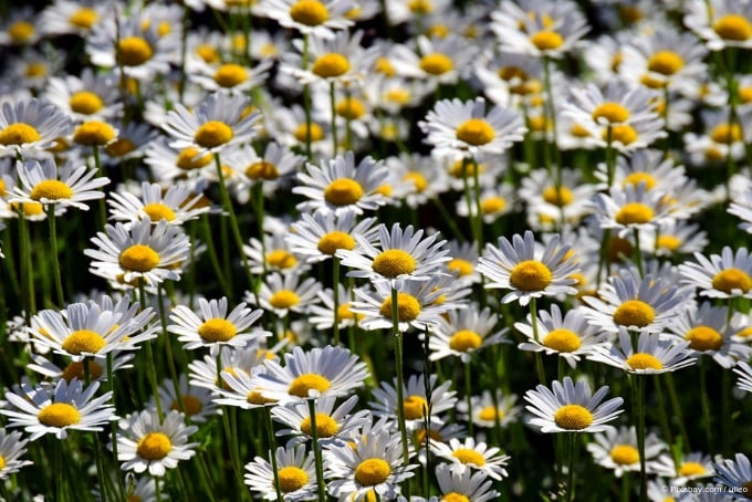 Pflanzen Fur Sonnige Standorte Garten Und Freizeit