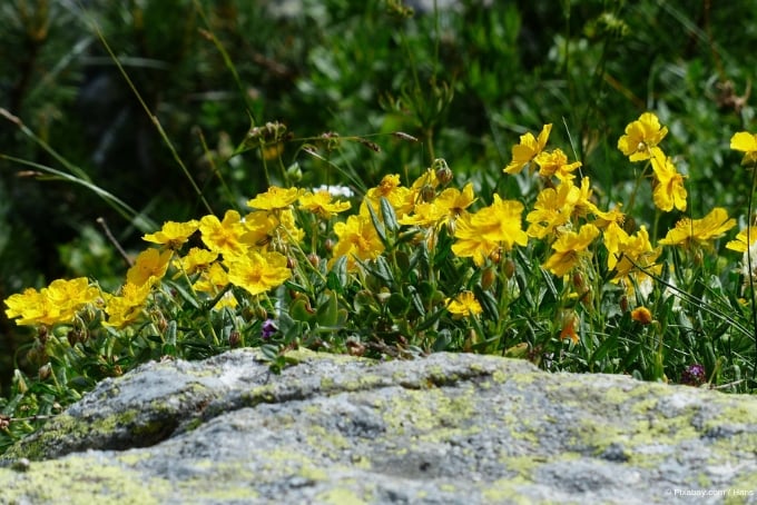 Pflanzen Fur Sonnige Standorte Garten Und Freizeit