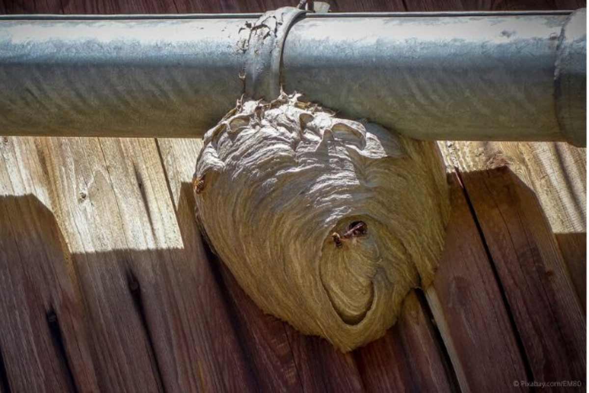 Bienennest Im Haus Was Tun