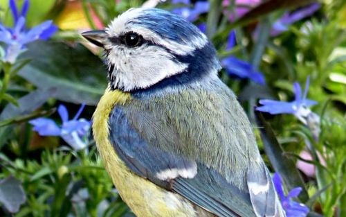 Vögel im Garten