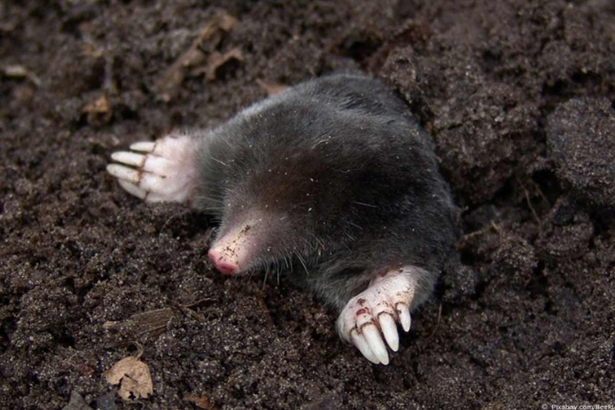 Maulwurf Im Garten Jtqz9eolh7ddvm Wer einen maulwurf