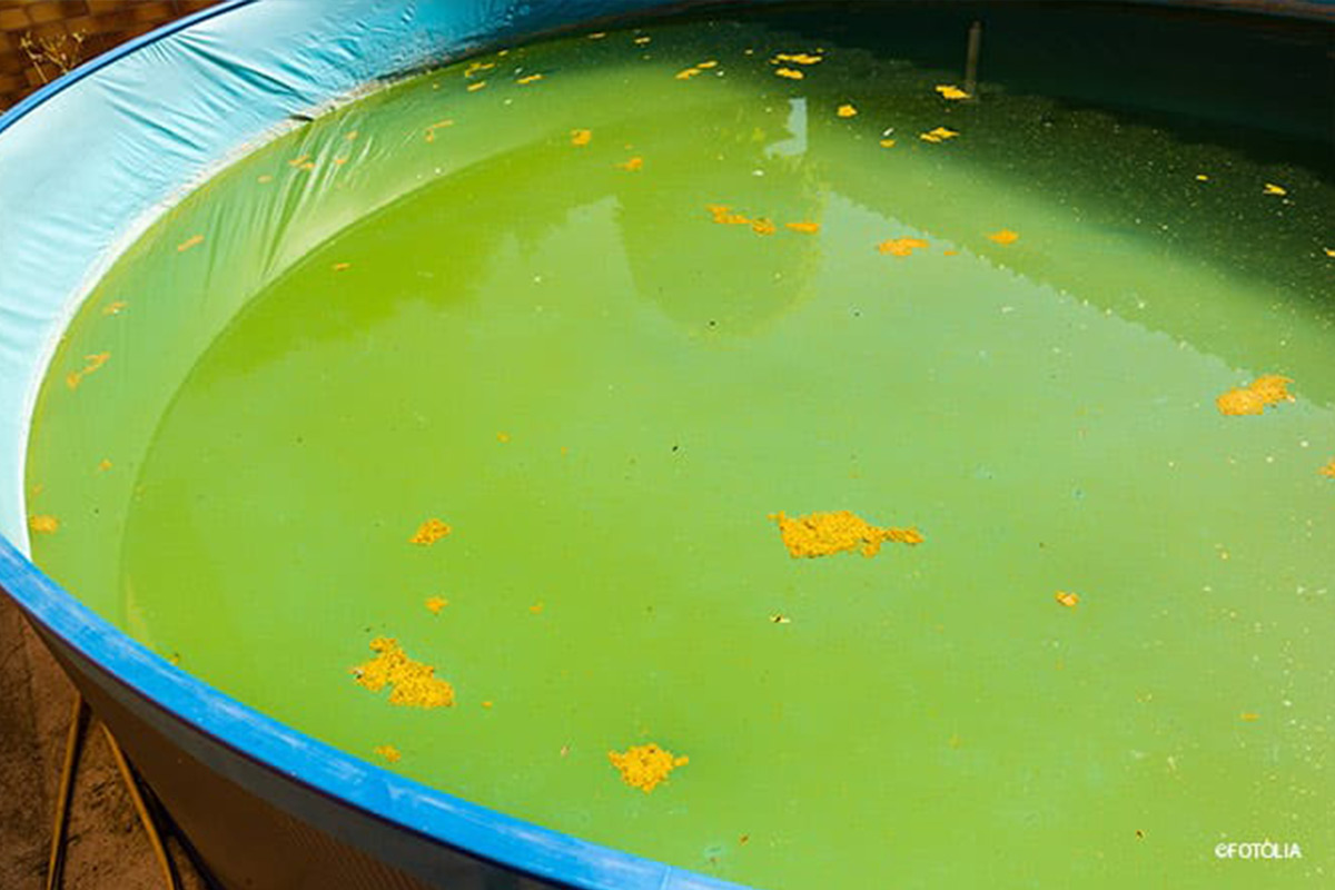 Wasser grün gefährlich pool plus3
